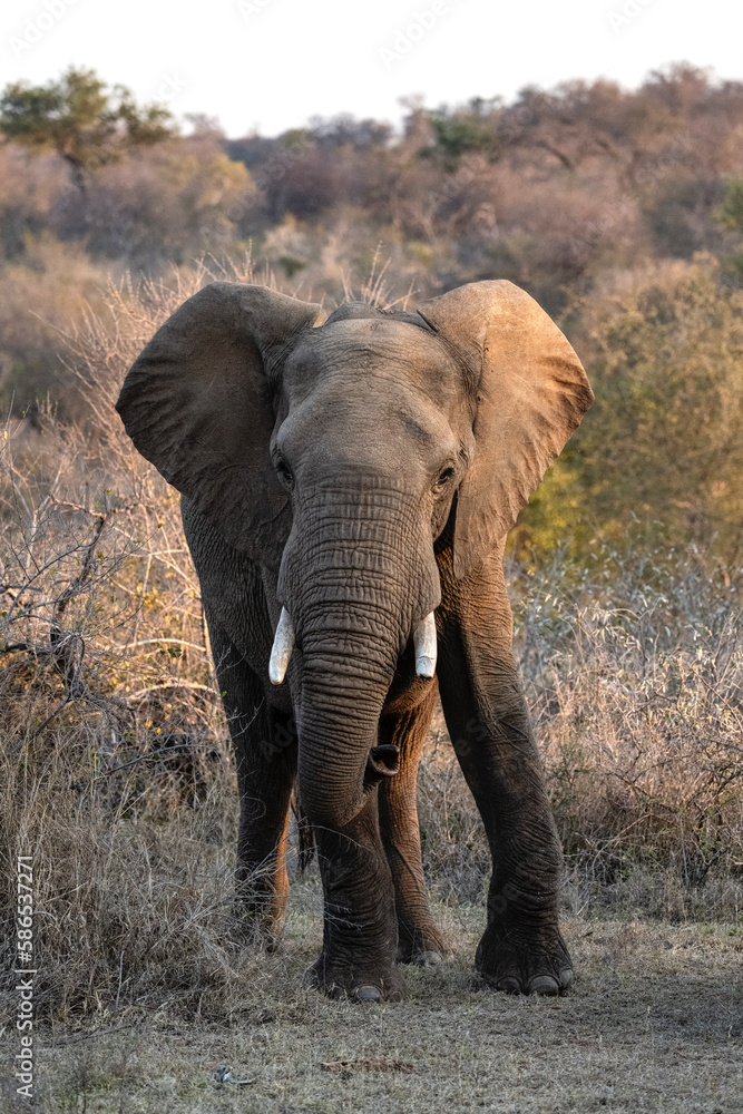 A solitary elephant walking in a parched grassland A solitary elephant walking in a parched grassland