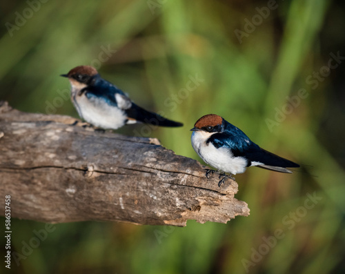 Two wire-tailed swallows perched on a thick bare branch photo