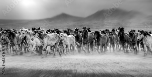 Wild horses (aka Yılkı Atları) are running to freedom. Taken near Hürmetci Village, between Cappadocia and Kayseri, Turkey. © blackdiamond67