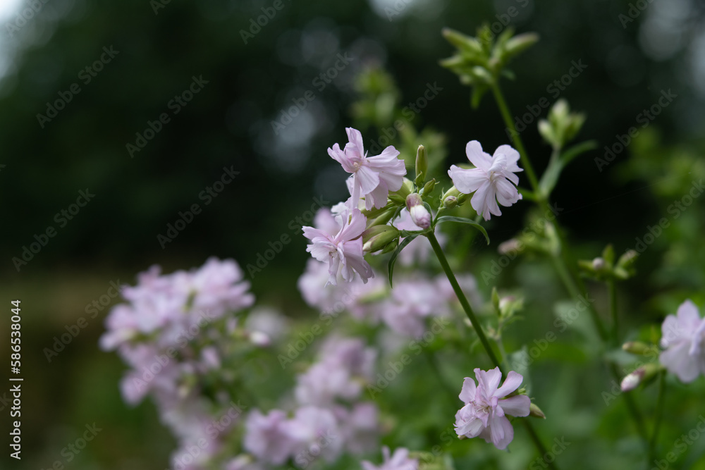 saponaria officinalis (Soapwort)