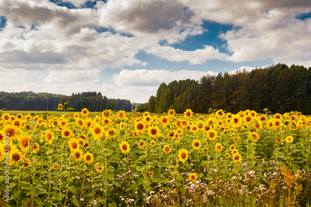 Fototapeta premium Field of blooming sunflowers on a background of blue sky, Finland