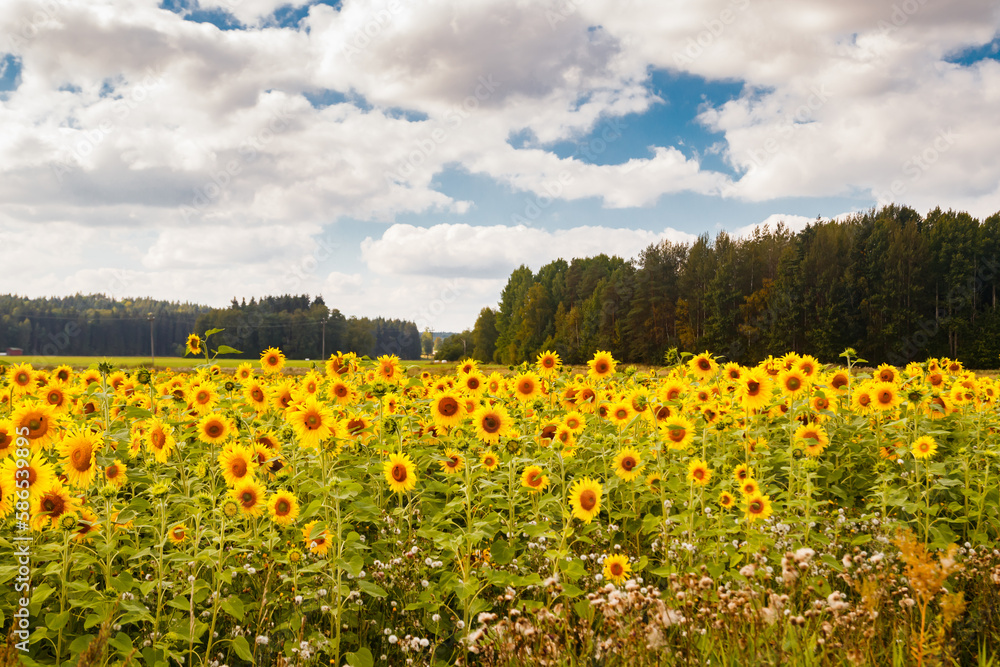 Field of blooming sunflowers on a background of blue sky, Finland Field of blooming sunflowers on a background of blue sky, Finland