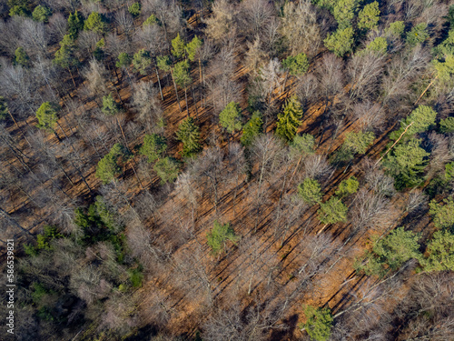 Aerial view of a mixed forest casting long shadows with conifer, dead and bare trees © Robert Knapp
