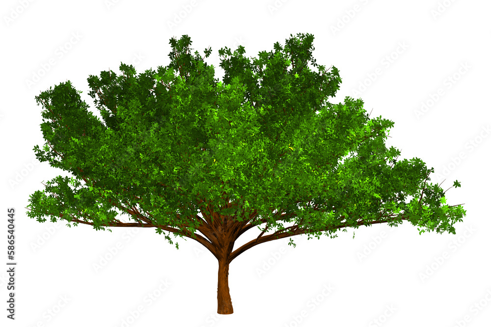 Obraz premium tree isolated