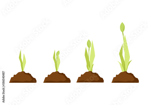 Tulip growth stages in the ground from a sprout