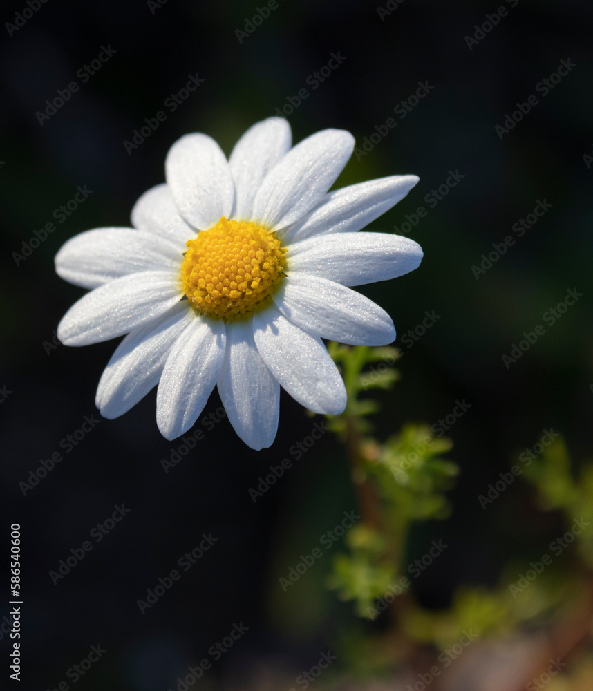 Fototapeta premium daisy flower close up