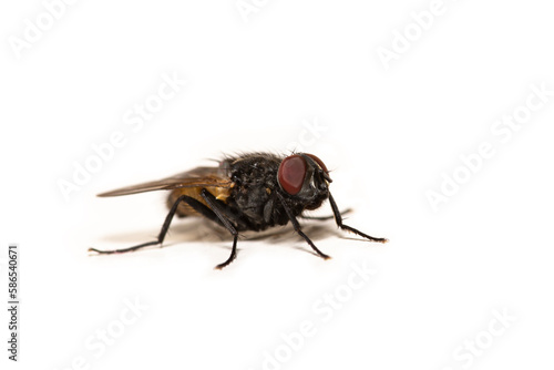 close up macro shot of a house fly isolated on white background