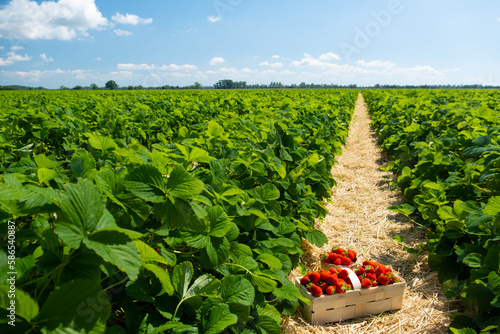 Strawberry field on fruit farm. Fresh ripe organic strawberry