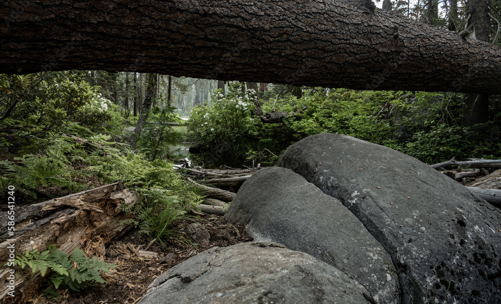 Pine Tree Fallen Over Ferns Azaleas and Rocks Pine Tree Fallen Over Ferns Azaleas and Rocks