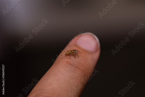 tiny jumping spider on a finger