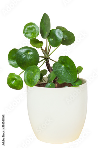 Houseplant pilea peperomioides (Chinese money plant) in pot isolated on transparent background.