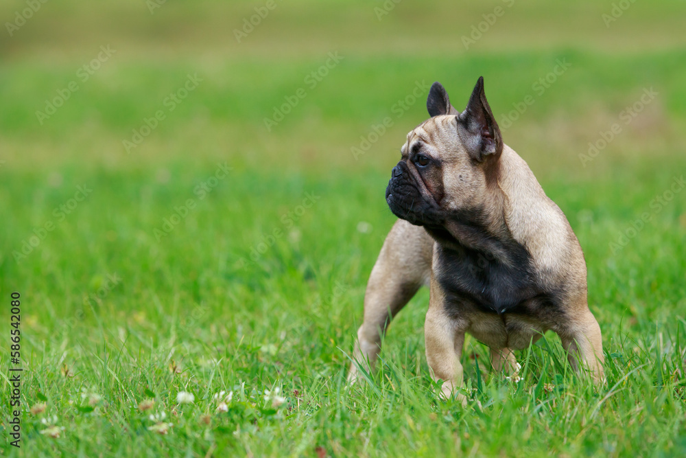 Dog breed french bulldog