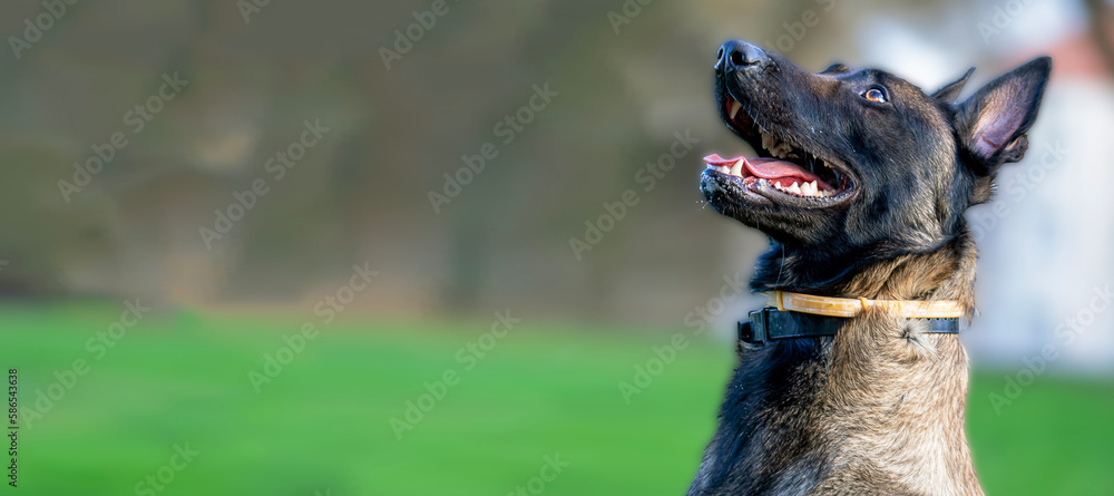 Belgian Malinois shepherd dog on a walk Belgian Malinois shepherd dog on a walk