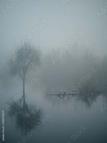 spring flood, foggy landscape with trees in the water
