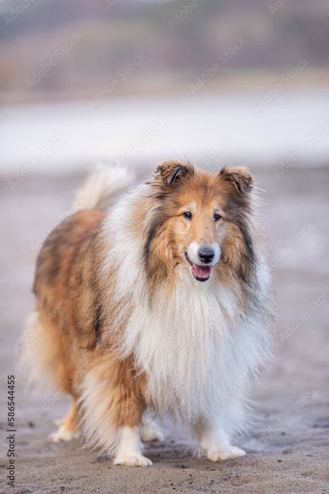 Cute rough collie, standing on a sandy beach, full body, beautiful long haired dog