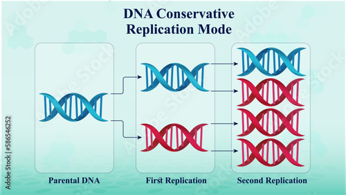 Molecular Mechanisms of DNA Replication: Conservative Mode