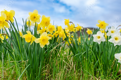 Yellow daffodils in spring with a bright blue sky in the background