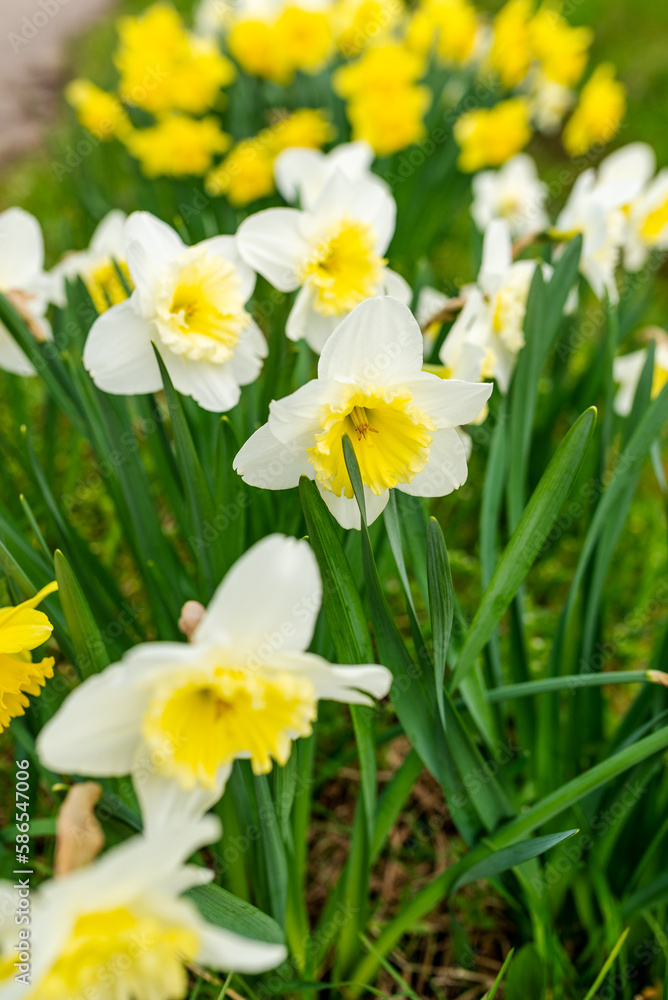 Springtime with yellow and white and yellow daffodils in a garden