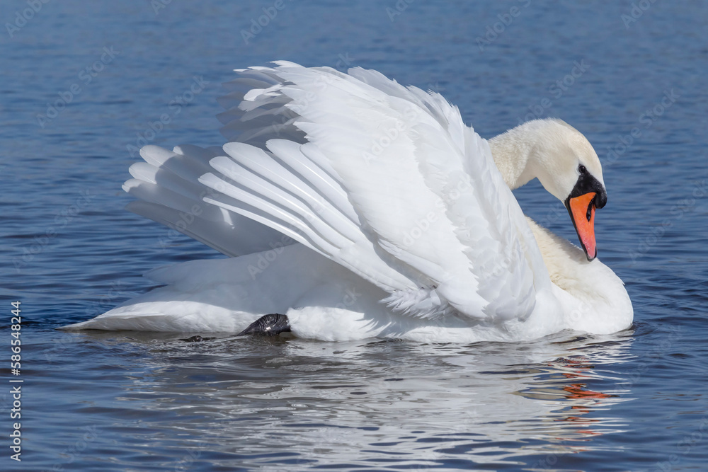 Fototapeta premium white swan swimming in a river