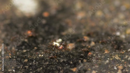 close up view of an ants superhighway photo