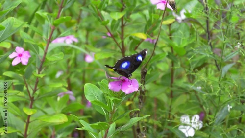 blue moon butterfly resting on pink periwinkle flower photo