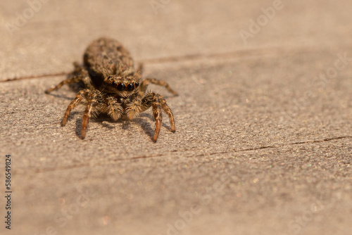 spider on the sand © Ronald