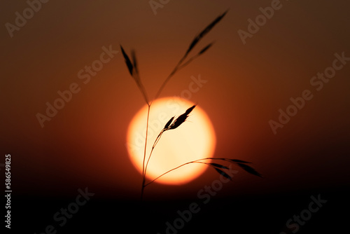 Grass and sunset