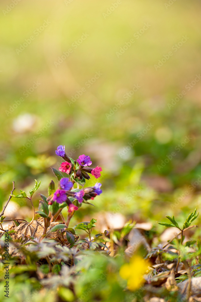 Blooming Pulmonaria spring flowers closeup view Blooming Pulmonaria spring flowers closeup view