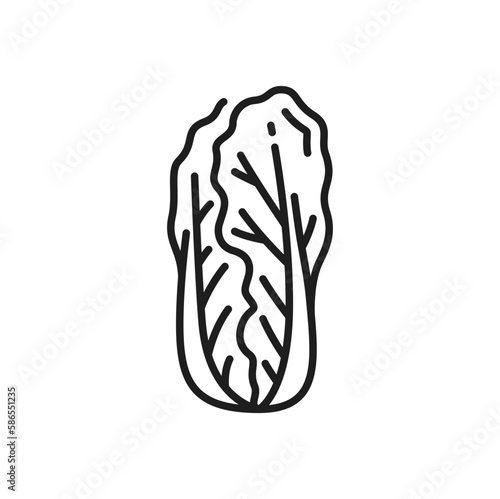 Peking cabbage isolated Romaine lettuce thin line icon. Vector pechay baguio, nappa, petsai or pe-tsai, wombok greens. Wong bok pekinskaya kapusta