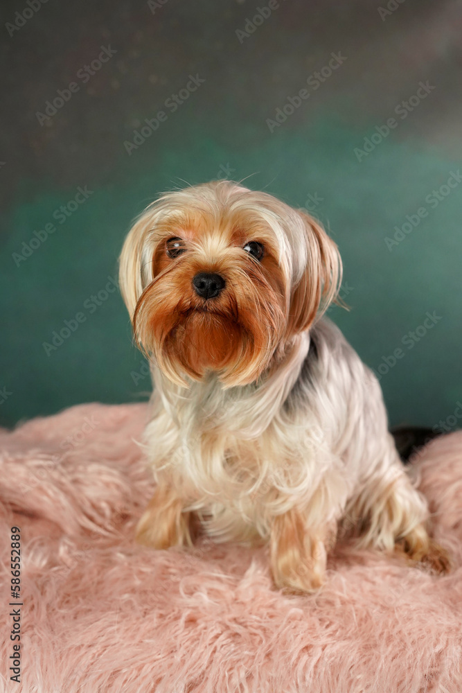 An adult Yorkshire Terrier Dog Sitting on a pink fur Pillow. Fluffy, cute Yorkshire Terrier Looks at the Camera An adult Yorkshire Terrier Dog Sitting on a pink fur Pillow. Fluffy, cute Yorkshire Terrier Looks at the Camera