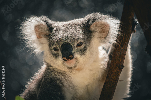 Photography Portrait of a koala.