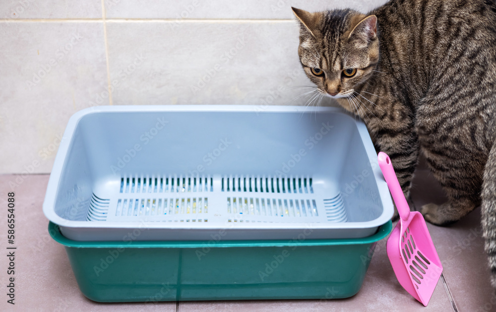 tabby cat in bathroom next to litter with silica gel crystals or beside