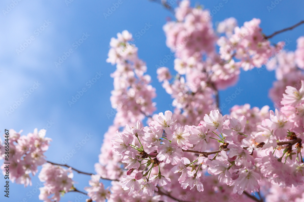 Spring Sakura cherry blossom Spring Sakura cherry blossom