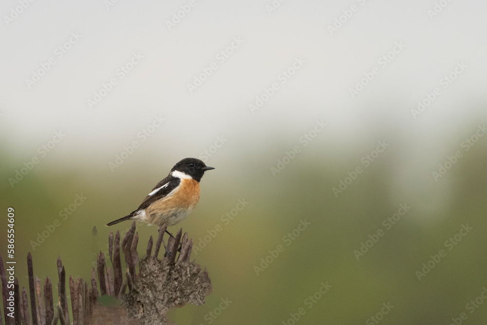 European Stonechat (Saxicola rubicola) European Stonechat (Saxicola rubicola)
