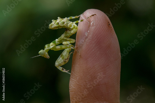 Creobroter gemmatus, common name jeweled flower mantis, is a species of praying mantis native to Asia photo