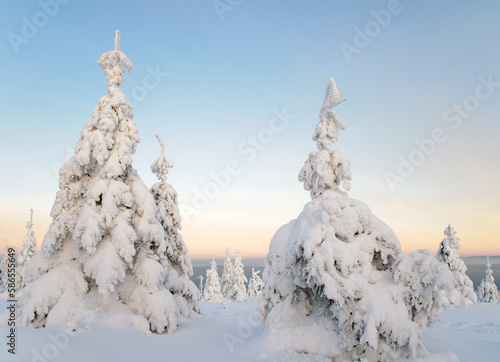 Snowy winter landscape at dusk on the Acker, the longest mountain range in the Upper Harz, Harz National Park, Lower Saxony, Germany, Europe