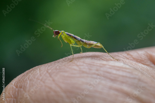 Odontomantis planiceps, also known as Asian ant mantis, is a common species of praying mantis.