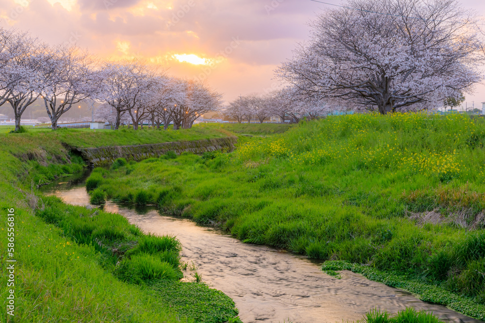 夕日と草場川の桜並木 福岡県筑前町 Sunset and rows of cherry blossom trees along the Kusaba River. Fukuoka Pref, Chikuzen town. 夕日と草場川の桜並木 福岡県筑前町 Sunset and rows of cherry blossom trees along the Kusaba River. Fukuoka Pref, Chikuzen town.