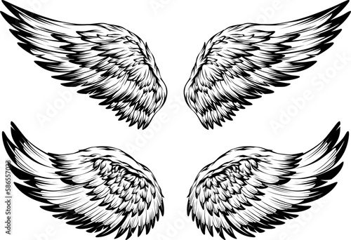 Bird wings illustration tattoo style. Hand drawn design element.