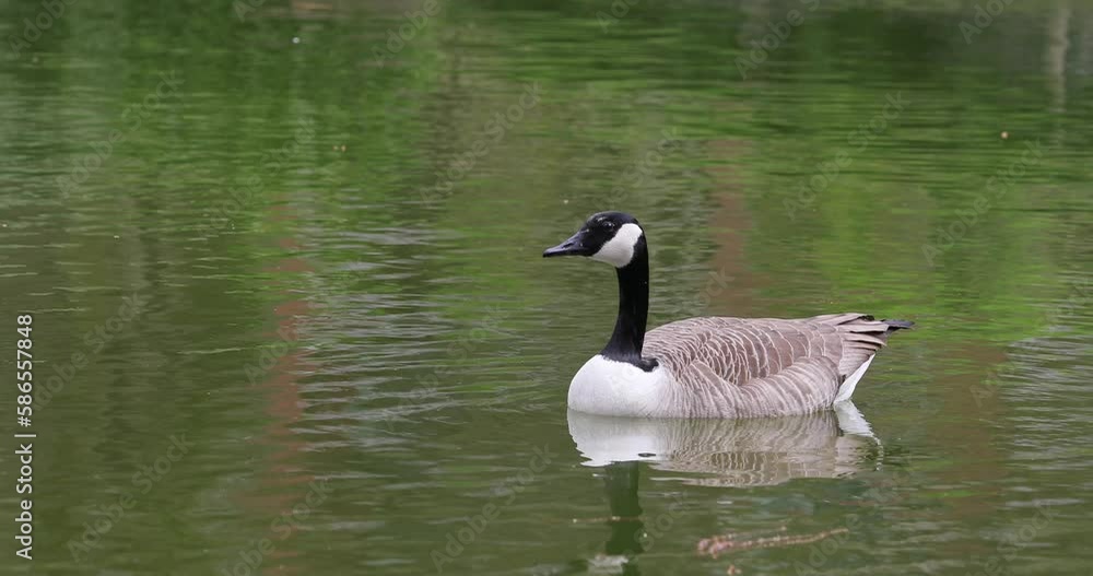 Canadian Geese swimming on the lake in the morning on a park in spring season.4k video Canadian Geese swimming on the lake in the morning on a park in spring season.4k video