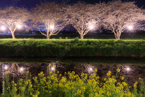 ライトアップされた草場川の桜並木　福岡県筑前町　Illuminated rows of cherry blossom trees along the Kusaba River. Fukuoka Pref, Chikuzen town.　 photo