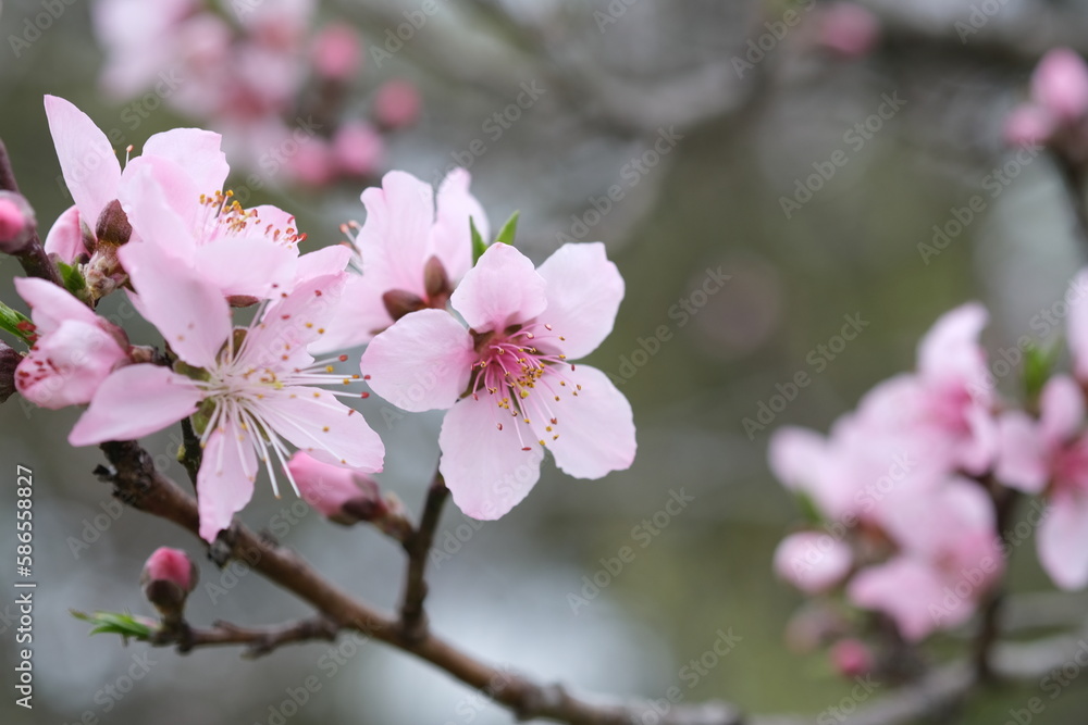 桃の花