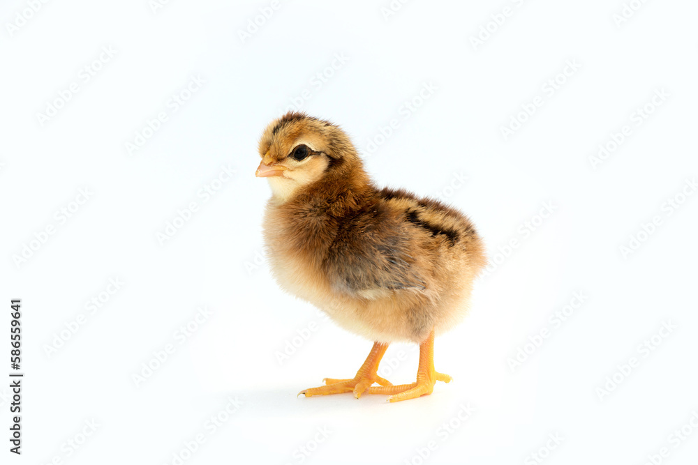 Obraz premium Newly hatched French Faverolles chicks isolated on white background - selective focus, copy space