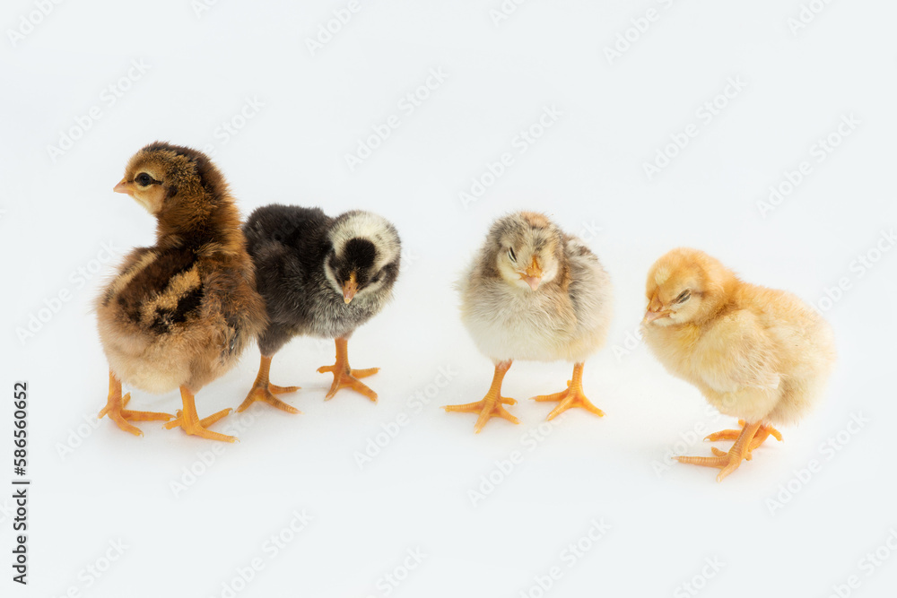 Newly hatched French Faverolles chicks isolated on white background - selective focus, copy space