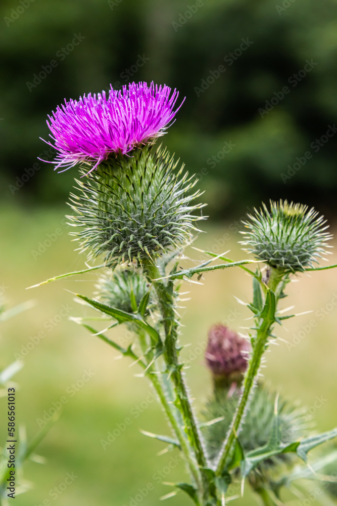 Blessed milk thistle pink flowers, close up. Silybum marianum herbal remedy plant. Saint Mary's Thistle pink blossoms. Marian Scotch thistle pink bloom. Mary Thistle, Cardus marianus flowers Blessed milk thistle pink flowers, close up. Silybum marianum herbal remedy plant. Saint Mary's Thistle pink blossoms. Marian Scotch thistle pink bloom. Mary Thistle, Cardus marianus flowers