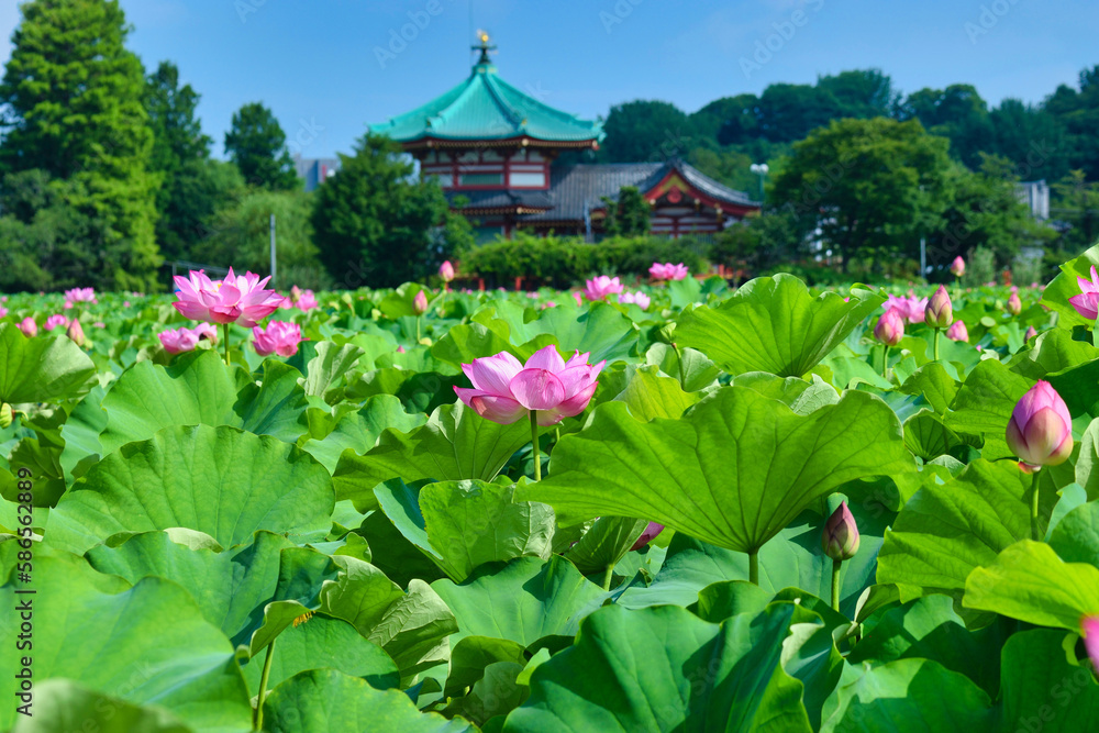 上野 不忍池の美しい蓮の花
Beautiful lotus flowers at Ueno Shinobazu Pond in Japan
上野 不忍池の美しい蓮の花
Beautiful lotus flowers at Ueno Shinobazu Pond in Japan