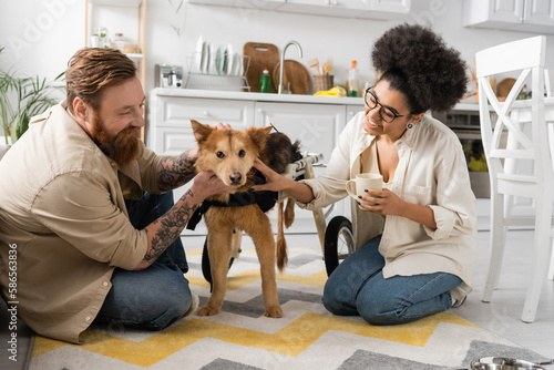 happy and multiethnic couple smiling while petting disabled dog in kitchen. © LIGHTFIELD STUDIOS