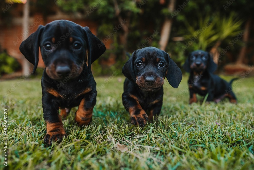 dog in the grass
dog playing in the grass puppies dog in the grass
dog playing in the grass puppies