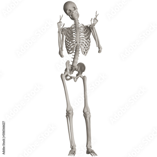 skeleton posing 3d render illustration with transparent background © dada_design