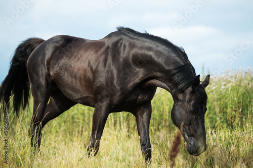 black horse in motion in field